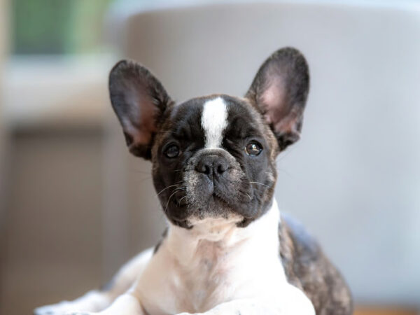 Tips Persiapan Adopsi Anjing Jenis French Bulldog