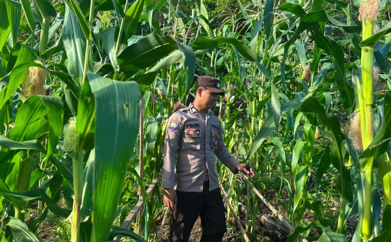 Bhabinkamtibmas Pantau Berkala Perkembangan Lahan Jagung Warga Kec. Permata Intan