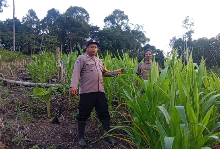 Bhabinkamtibmas Tumbang Olong Pantau Perkembangan Lahan Jagung Hibrida Warga