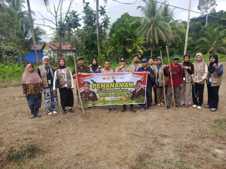 Bhabinkamtibmas Bersama Pemdes Juking Pajang Tanam Jagung Hibrida