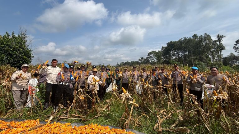 Polres Barsel Dukung Ketahanan Pangan, Wakapolres Pimpin Panen Raya Jagung di Desa Mangaris