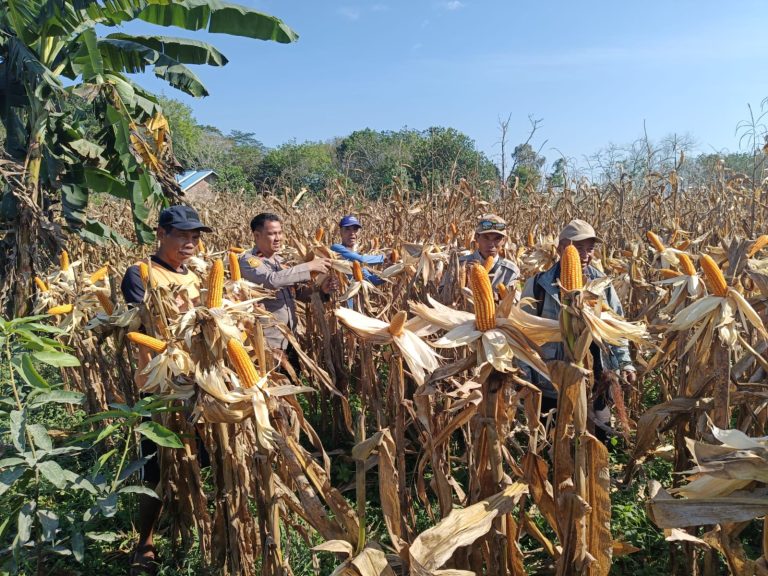 Dukung Ketahanan Pangan, Kapolsek Maliku Hadiri Panen Jagung di Desa Wonoagung