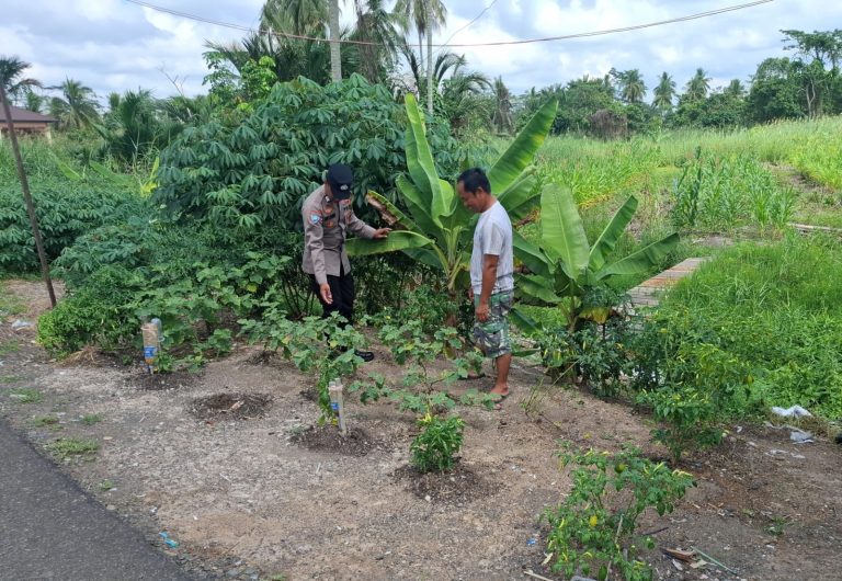 Dukung Ketahanan Pangan Nasional, Polsek Kahayan Kuala Sambangi Petani Cabai di Sebangau Jaya