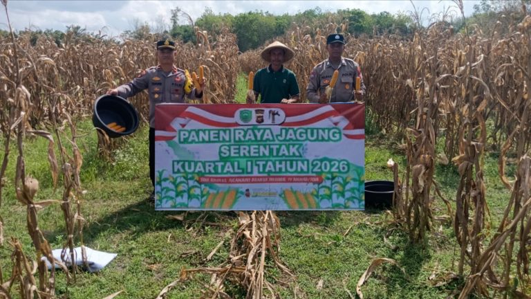 Dukung Ketahanan Pangan, Polsek Pandih Batu Dampingi Panen Raya Jagung Hibrida di Desa Kantan Dalam