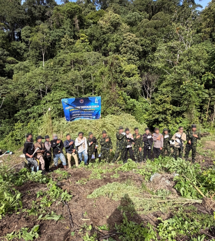 JELANG HUT KE-81 RI, BNN JAGA BANGSA DARI NARKOTIKA DENGAN MEMUSNAHKAN 12 HEKTARE LAHAN GANJA