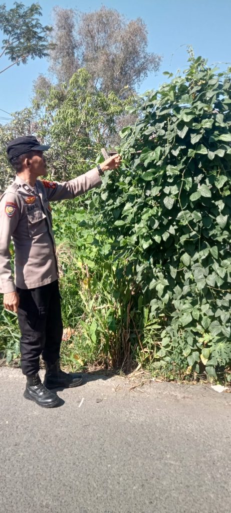 Giat Monitoring Dan Pendampingan Pemanfaatan Lahan Pekerangan Dalam Rangka Implementasi Asta Cita Presiden Republik Indonesia Dalam Bidang Ketahanan Pangan Oleh Polsek kapuas Hilir Polres Kapuas