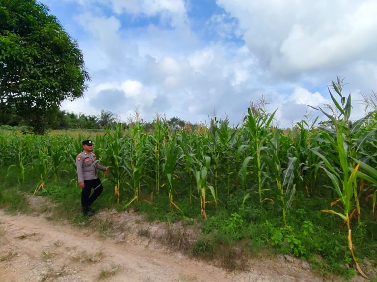 Bhabinkamtibmas Tinjau Tanaman Jagung, Perkuat Program Ketahanan Pangan di Desa Bukit Sungkai