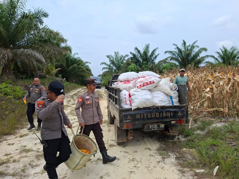 Polsek Manuhing dan Petani Panen 8 Ton Jagung, Dukung Program Pangan Pemerintah