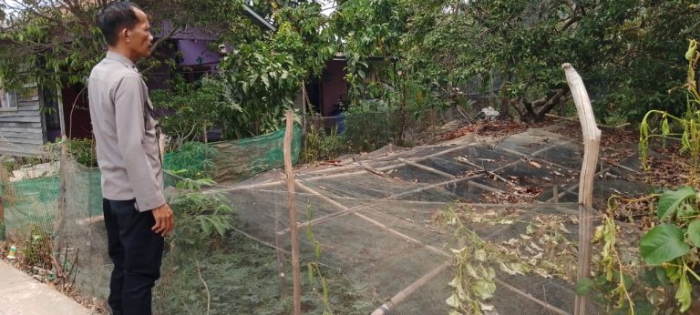 Giat Monitoring Dan Pendampingan Pemanfaatan Lahan Pekerangan Dalam Rangka Implementasi Asta Cita Presiden Republik Indonesia Dalam Bidang Ketahanan Pangan Oleh Polsek kapuas Hilir Polres Kapuas