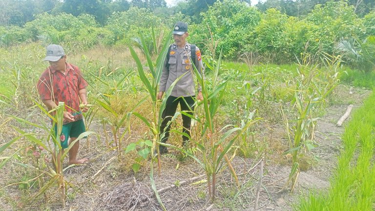 Giat Monitoring Dan Pendampingan Pemanfaatan Lahan Pekerangan Dalam Rangka Implementasi Asta Cita Presiden Republik Indonesia Dalam Bidang Ketahanan Pangan Oleh Polsek kapuas Hilir Polres Kapuas