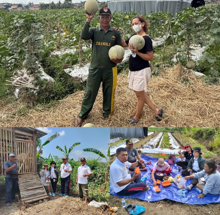 Pensiunan TNI-AD Sulap Sawah Jadi Kebun Melon, Buktikan Petani Tabanan Bisa Naik Kelas