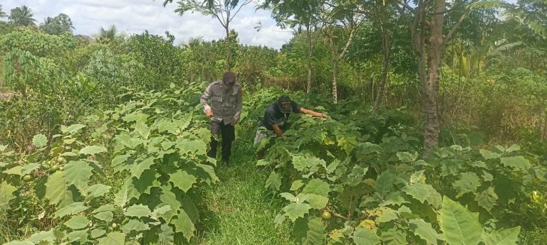 Polsek Basarang Dukung Ketahanan Pangan Untuk Program Makan Bergizi