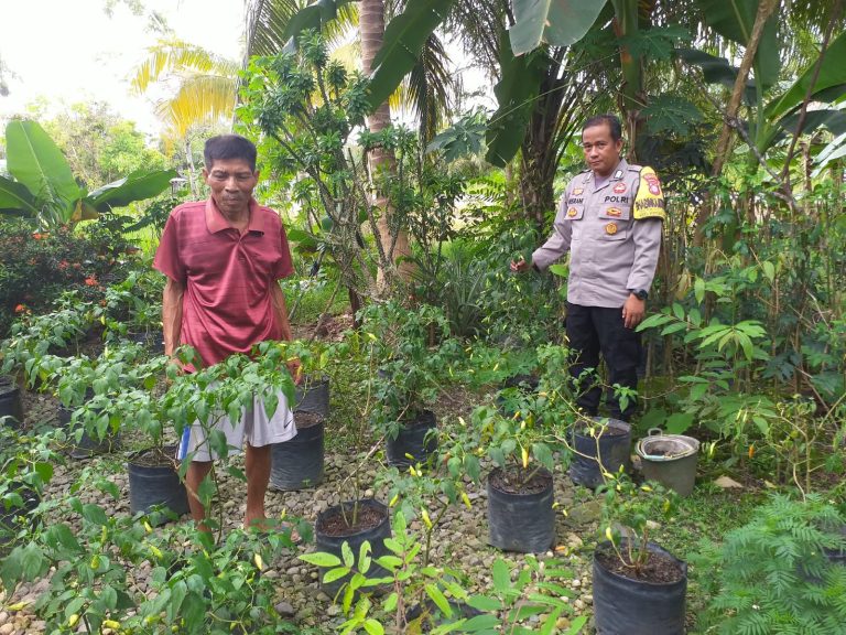 Polsek Kapuas Barat Pantau Kebun Cabai Warga, Perkuat Ketahanan Pangan dari Desa